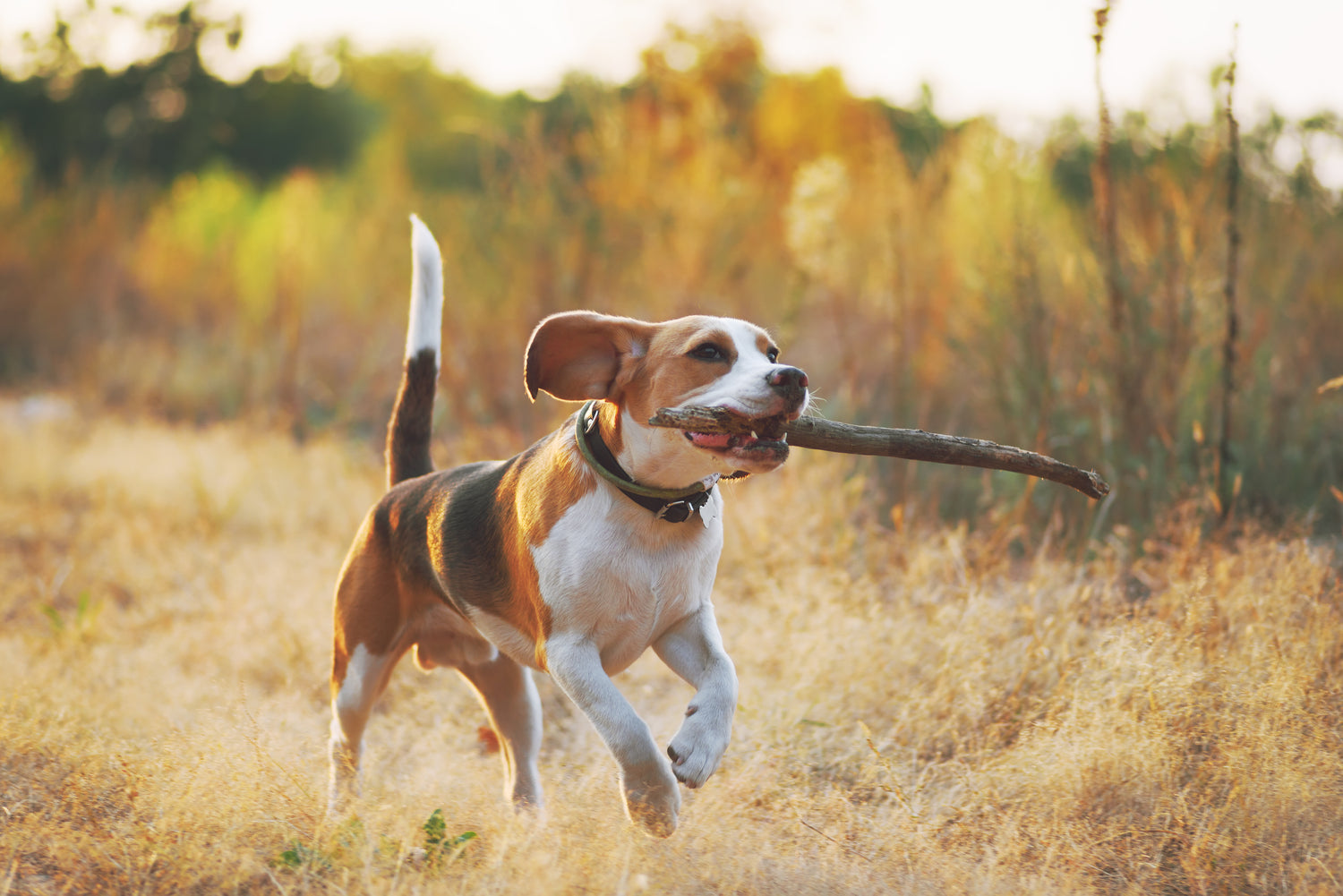 Nature Dog